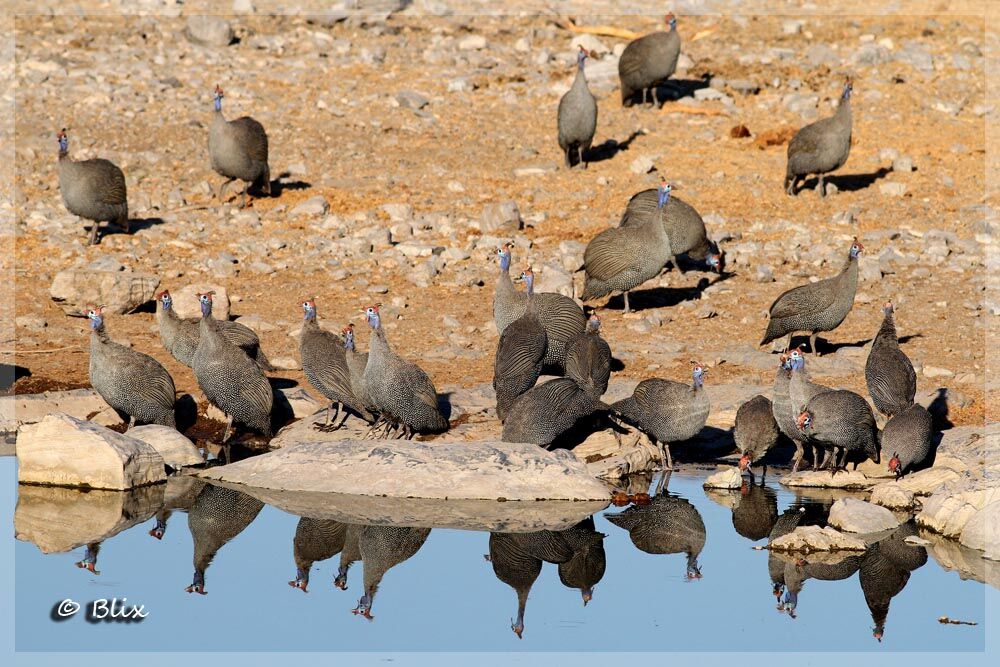 Helmeted Guineafowl