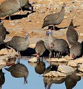 Helmeted Guineafowl