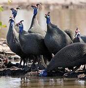 Helmeted Guineafowl