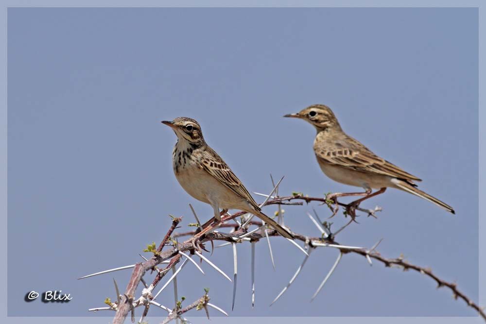 Pipit africain