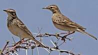 Pipit africain