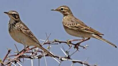 Pipit africain