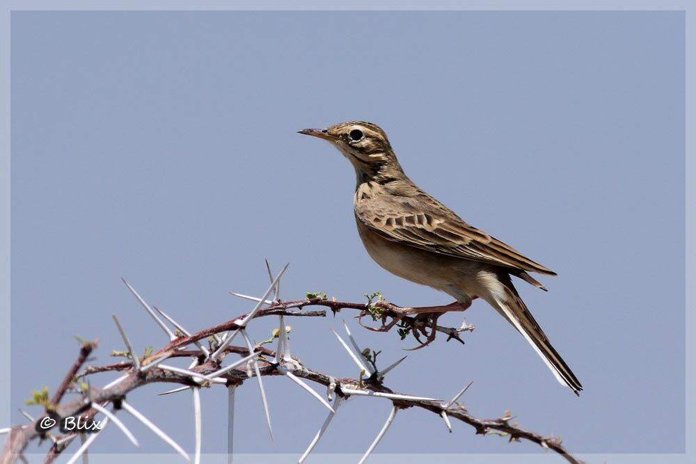 Pipit africain