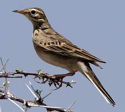 Pipit africain