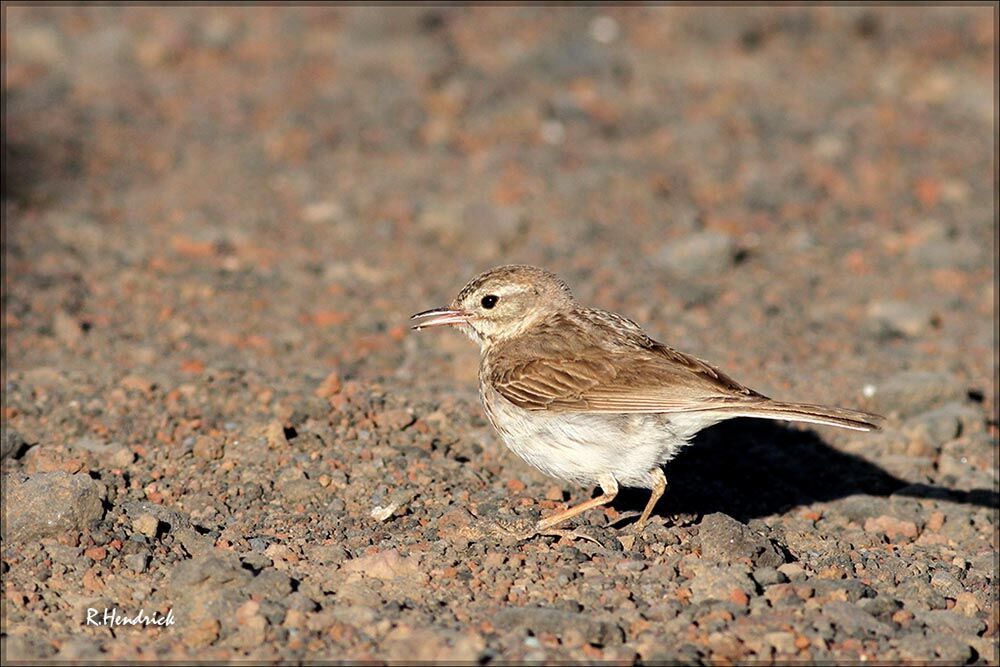 Berthelot's Pipit