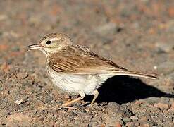 Berthelot's Pipit