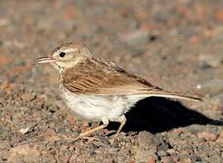 Pipit de Berthelot