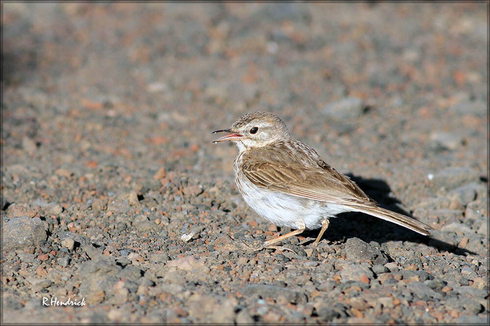 Berthelot's Pipit