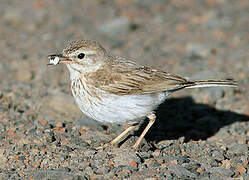 Berthelot's Pipit