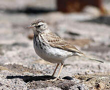 Berthelot's Pipit