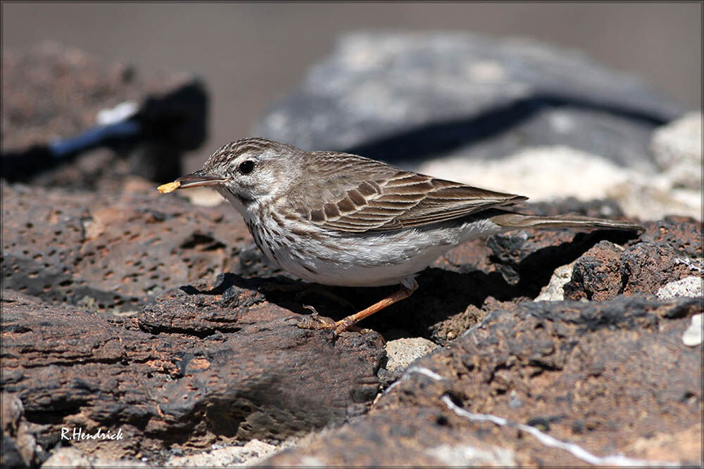 Berthelot's Pipit