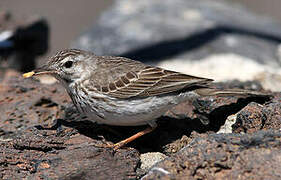 Berthelot's Pipit