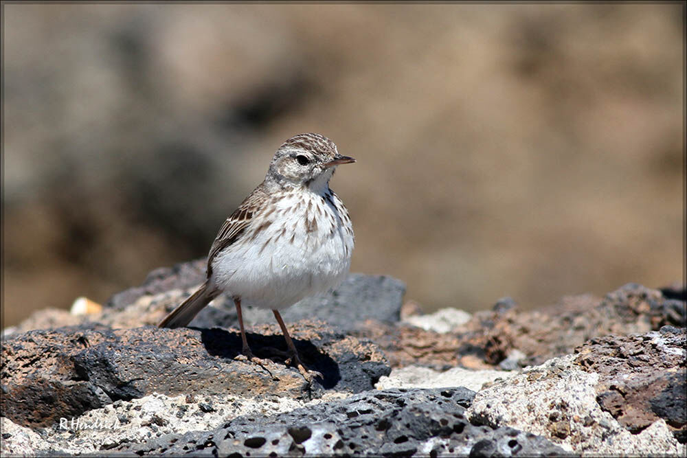 Berthelot's Pipit