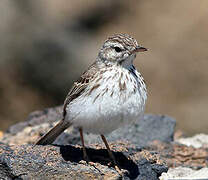 Berthelot's Pipit