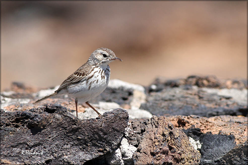 Berthelot's Pipit