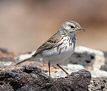 Berthelot's Pipit