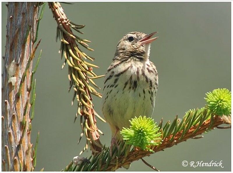 Pipit des arbres