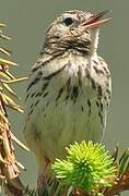 Tree Pipit