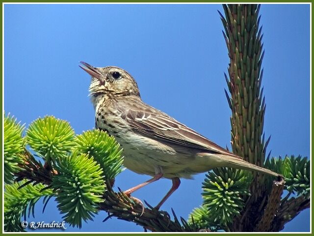 Pipit des arbres