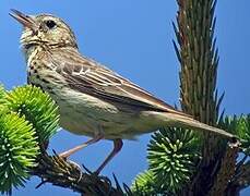 Pipit des arbres