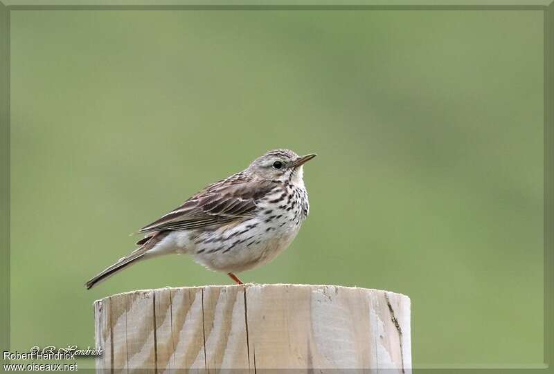 Meadow Pipitadult, pigmentation