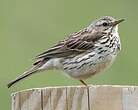 Pipit farlouse