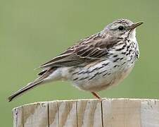 Meadow Pipit