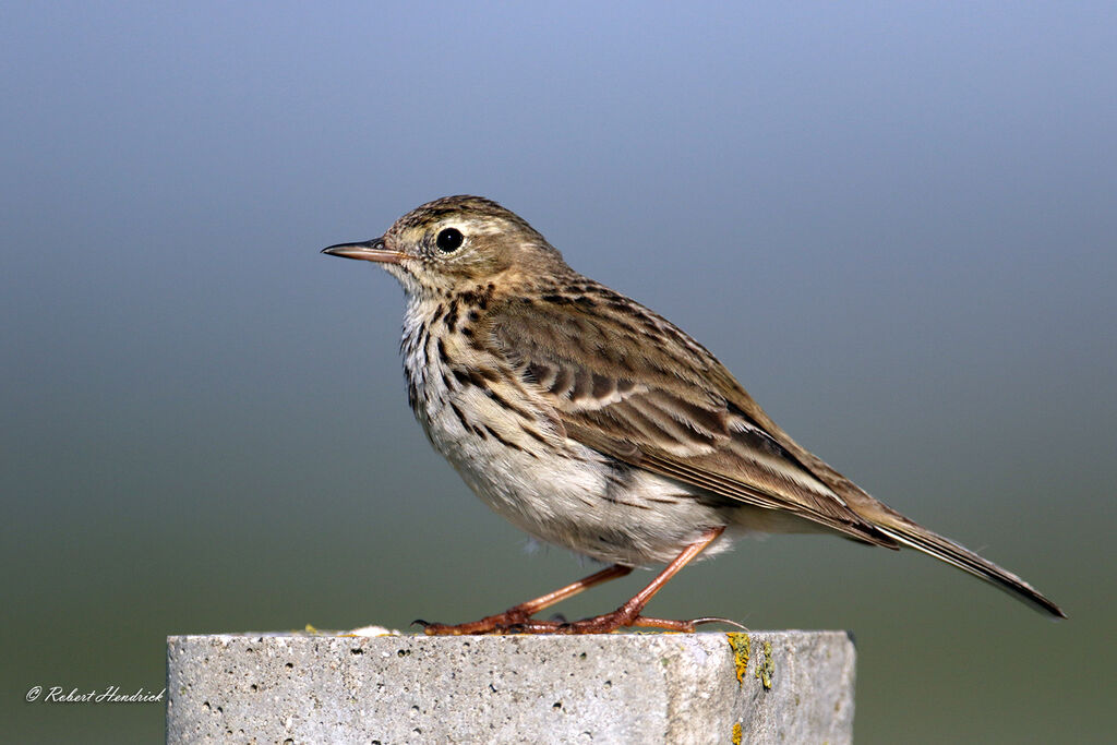 Meadow Pipit