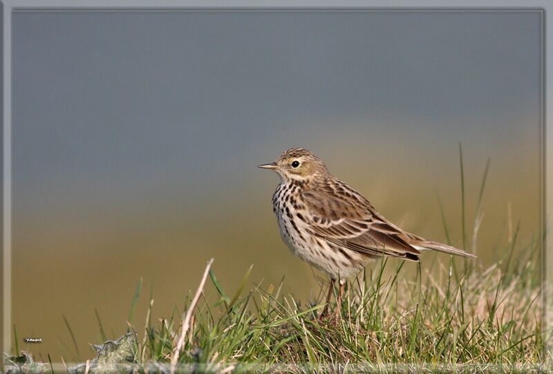 Meadow Pipit