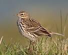 Pipit farlouse