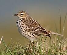 Meadow Pipit