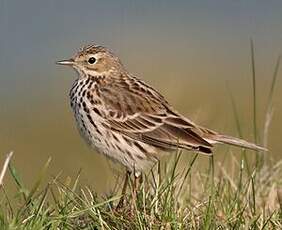 Pipit farlouse