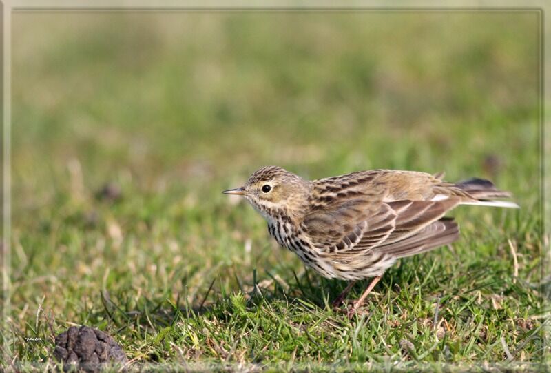 Meadow Pipit