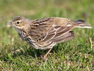 Pipit farlouse