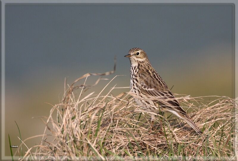 Pipit farlouse