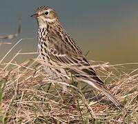 Meadow Pipit