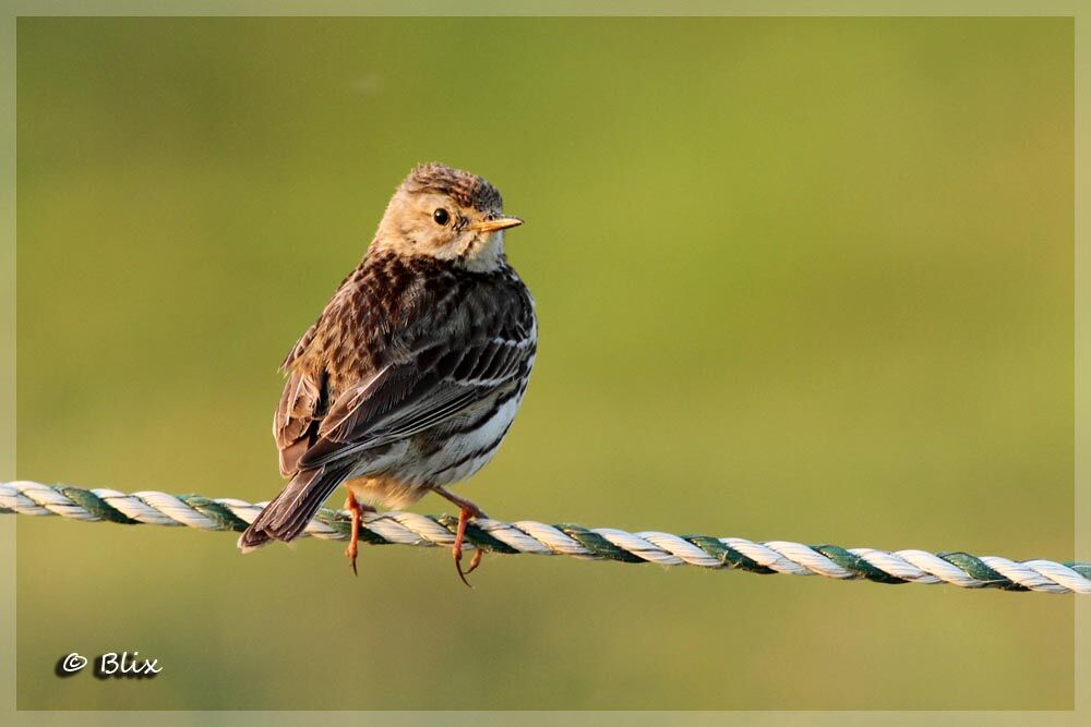 Pipit farlouse