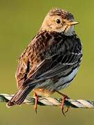 Pipit farlouse