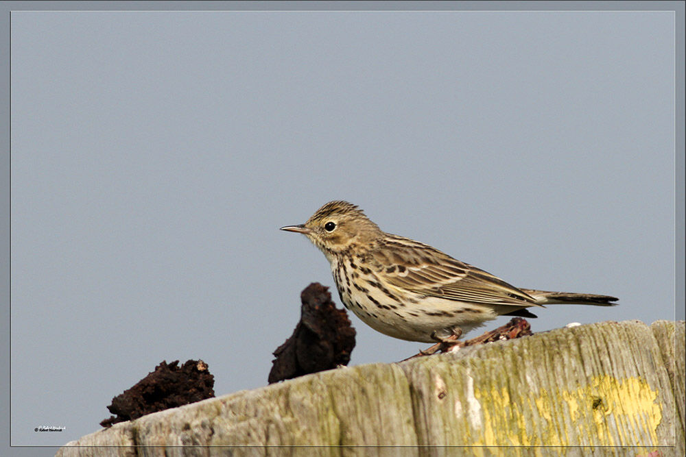 Meadow Pipit