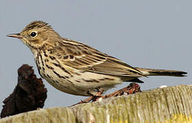 Meadow Pipit