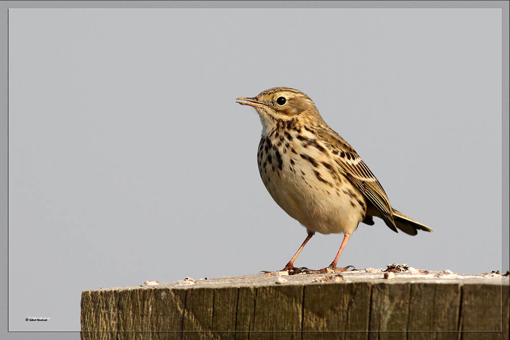 Pipit farlouse