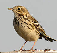 Meadow Pipit