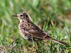 Pipit farlouse