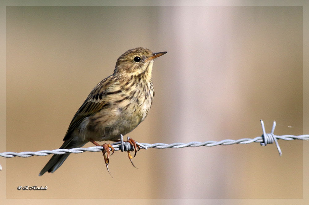 Pipit farlouse