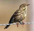 Pipit farlouse