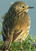 Pipit farlouse