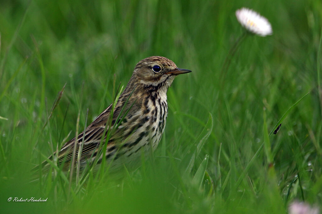Meadow Pipit