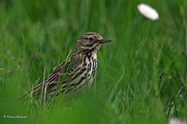 Meadow Pipit