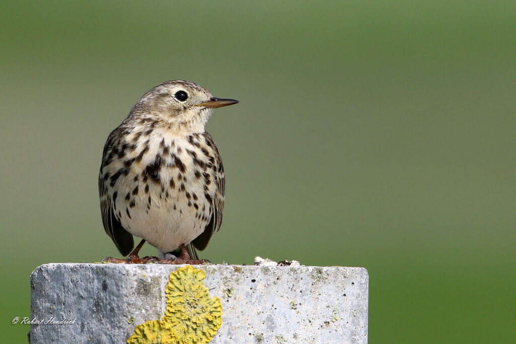 Meadow Pipit