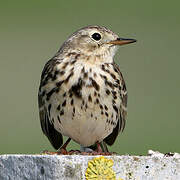 Meadow Pipit